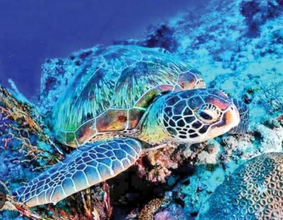 Strandhaus Condotel موالبوال المظهر الخارجي الصورة